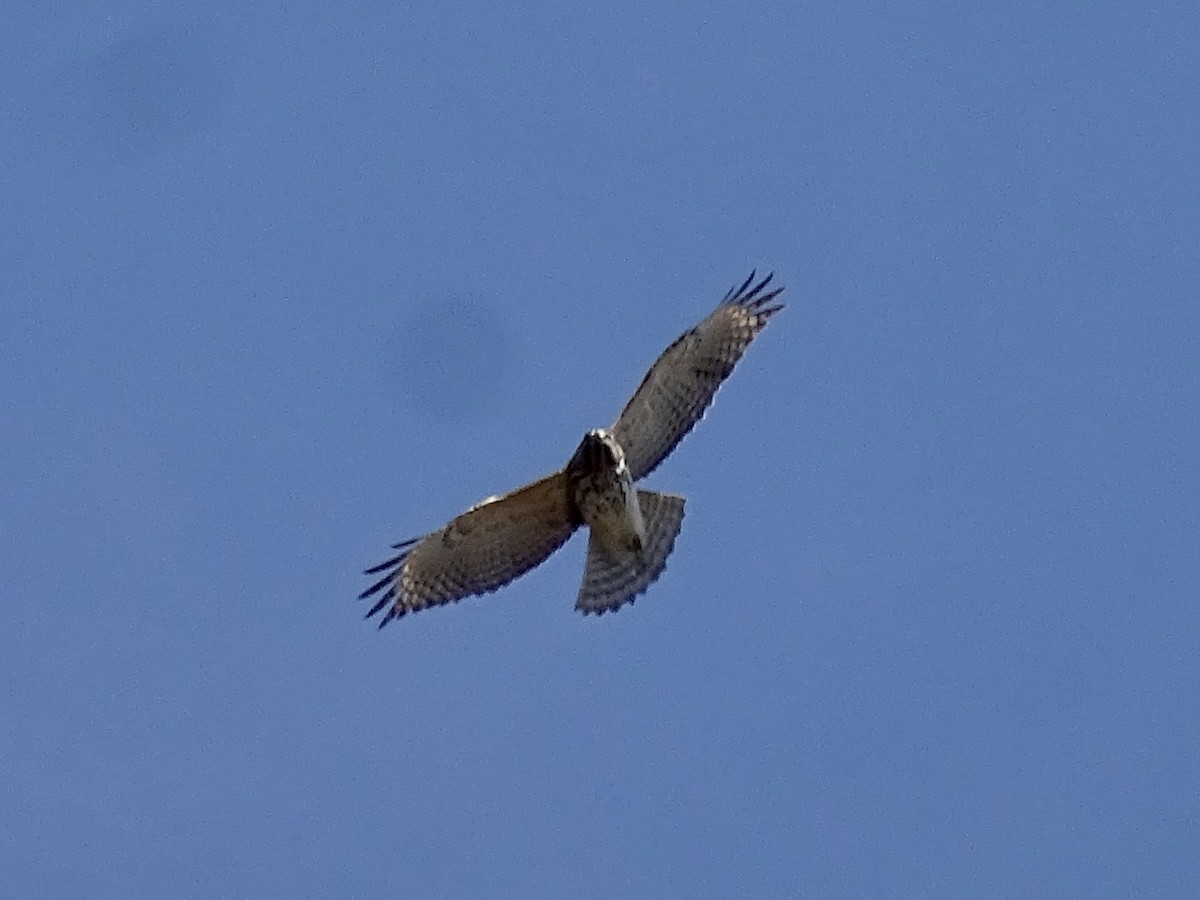 Red-shouldered Hawk - ML315878281