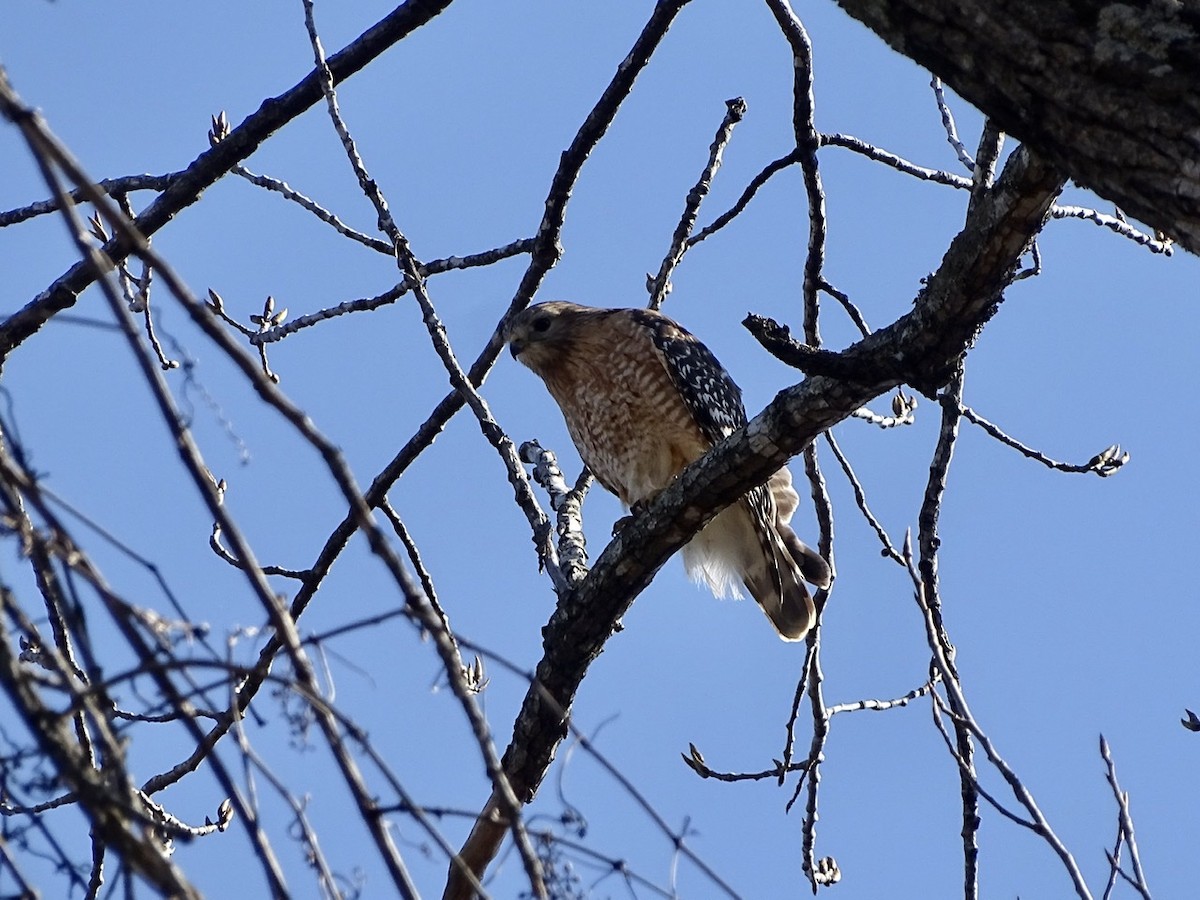 Red-shouldered Hawk - ML315878331