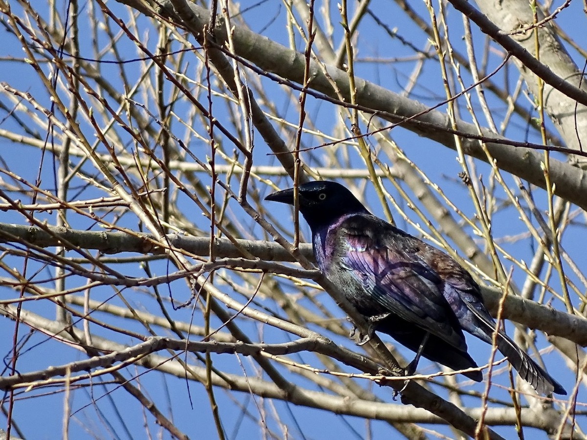 Common Grackle - ML315878401