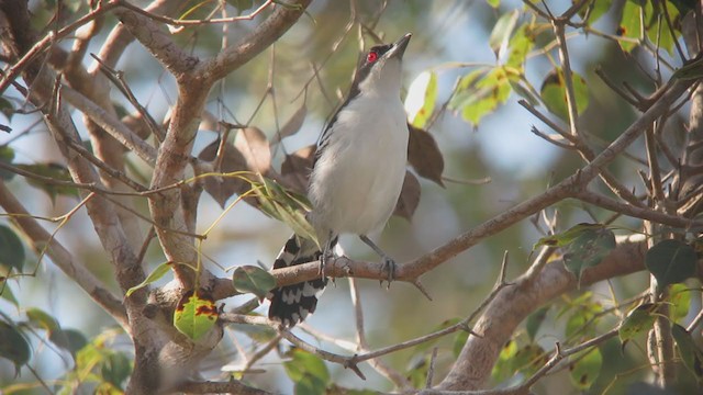 Great Antshrike - ML315878511