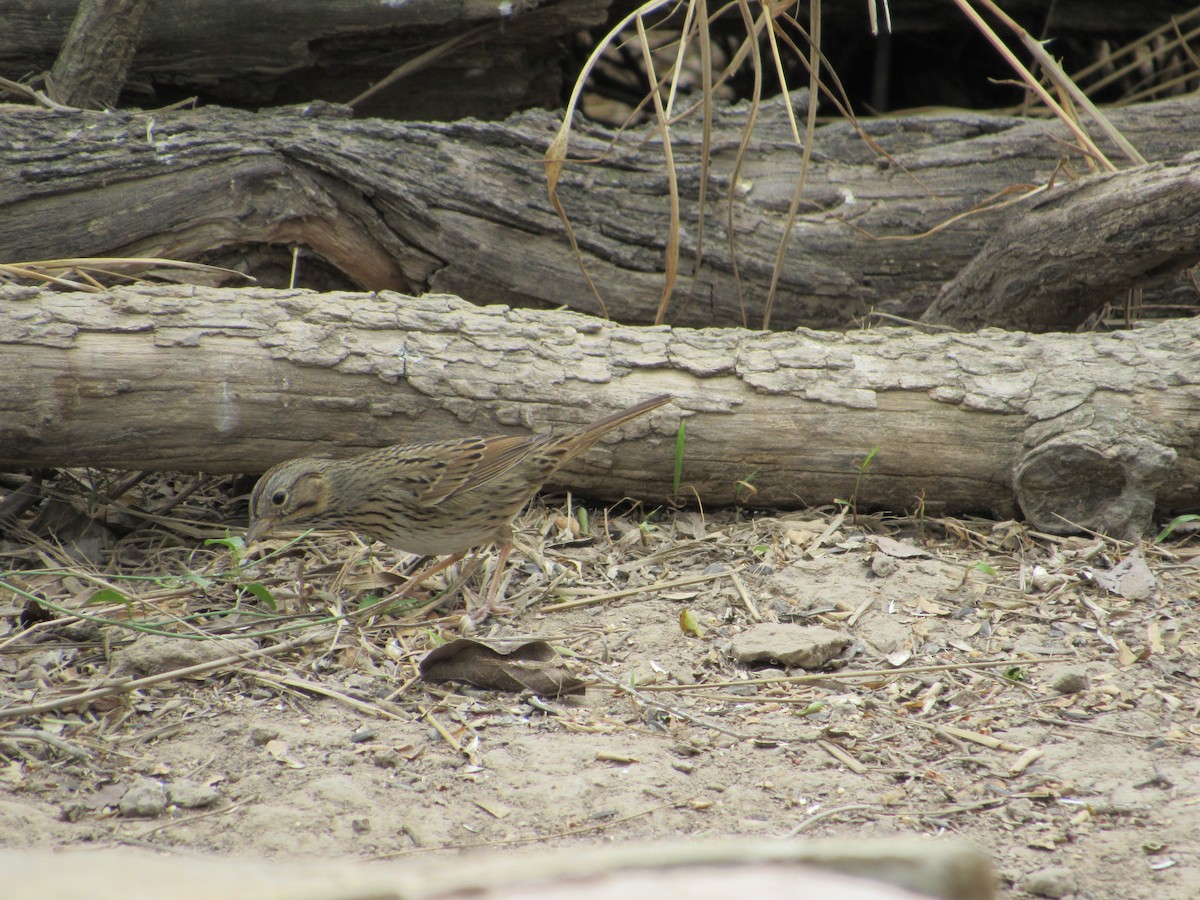 Lincoln's Sparrow - ML315878881