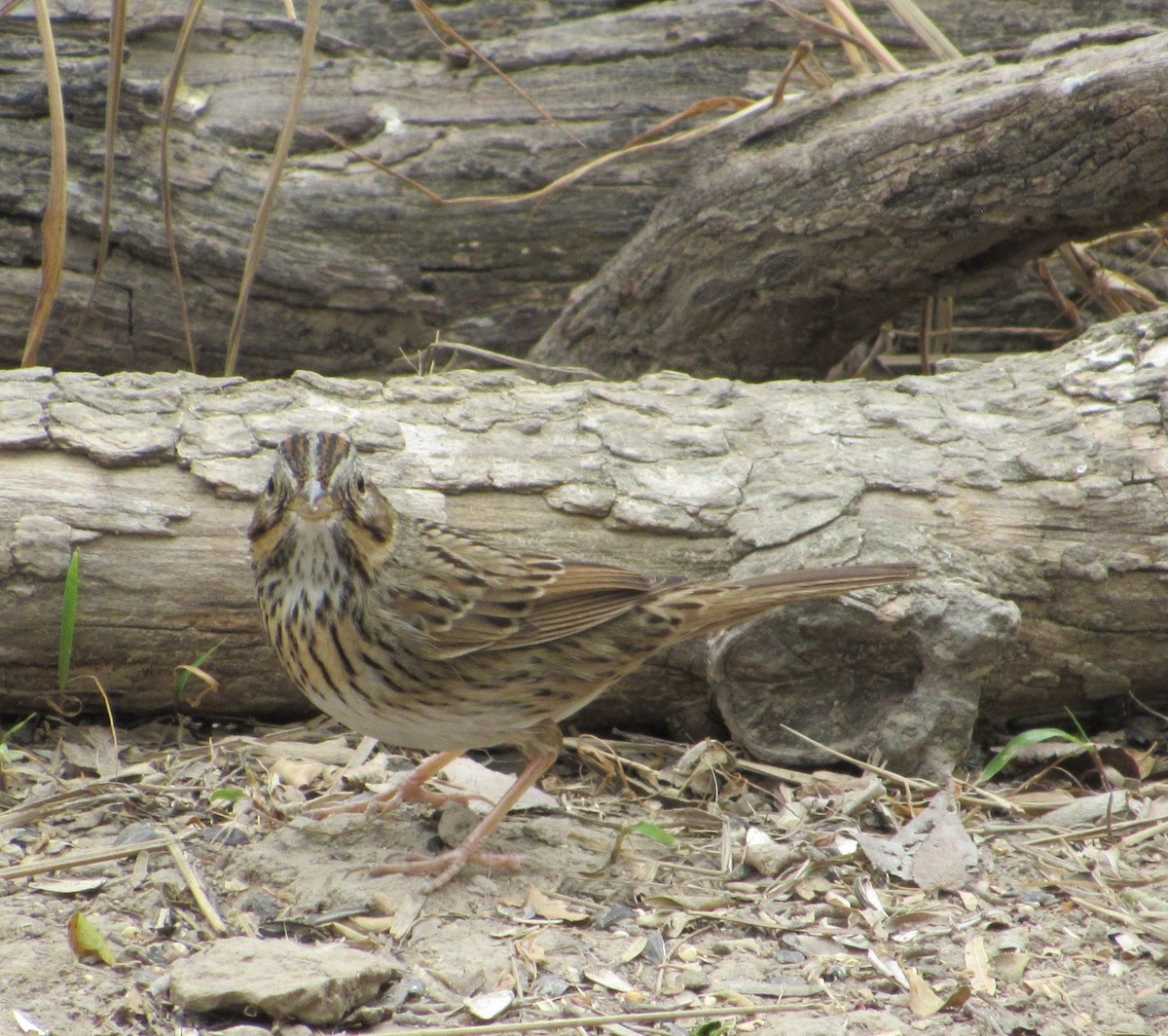 Lincoln's Sparrow - ML315879001