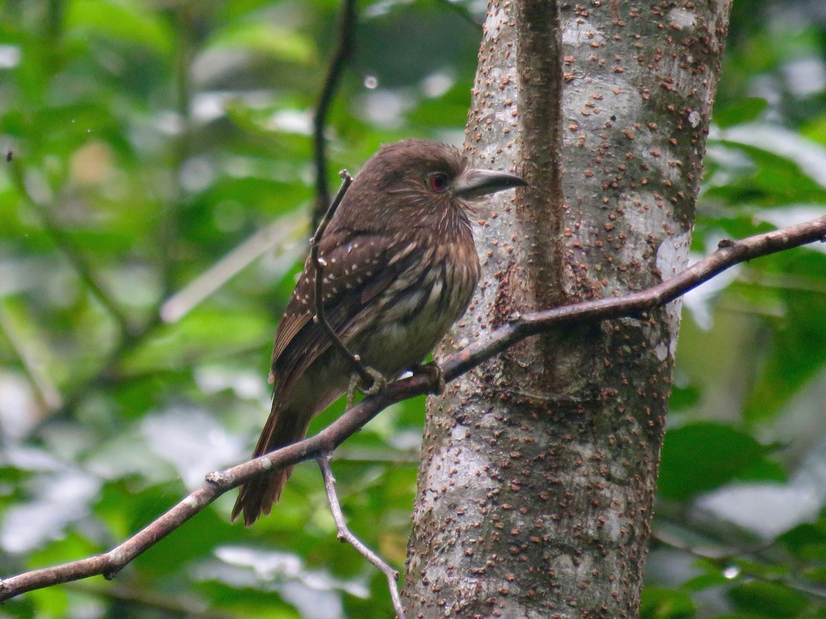 White-whiskered Puffbird - ML31588051