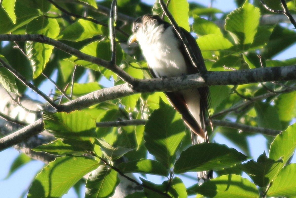 Yellow-billed Cuckoo - ML31588091