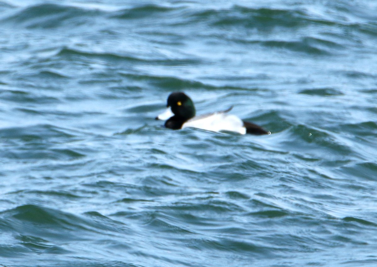 Greater Scaup - ML315883771