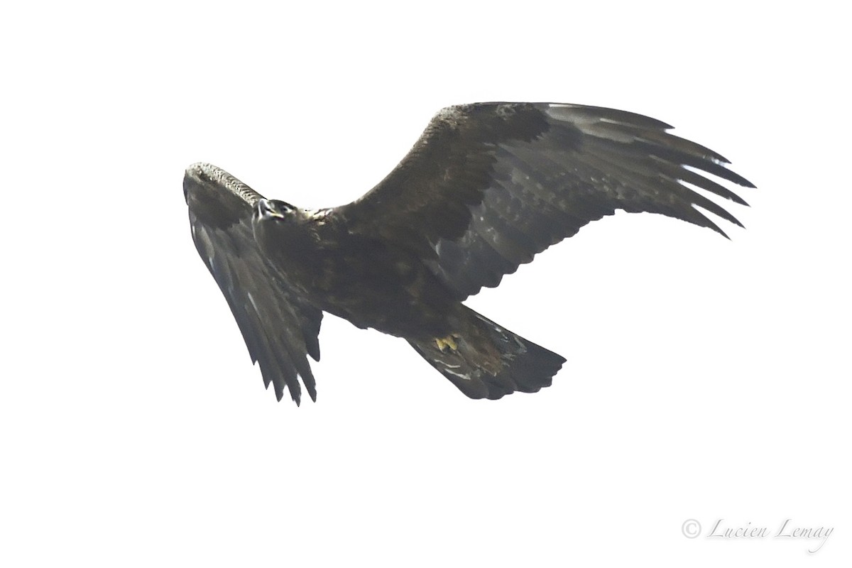 Golden Eagle - ML315886211