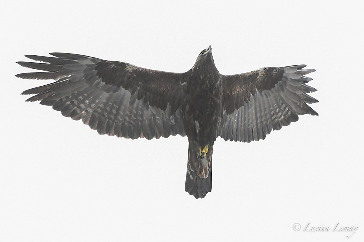 Golden Eagle - ML315886241