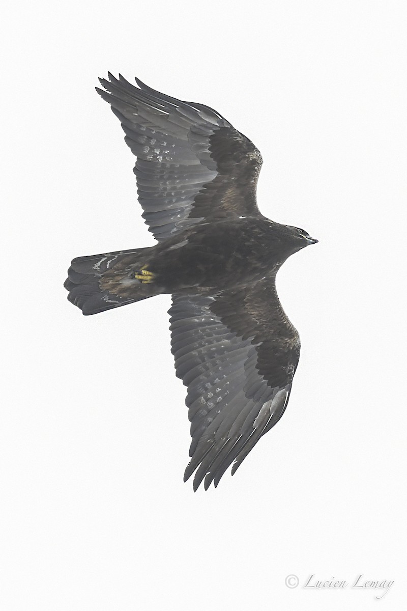 Golden Eagle - ML315886291