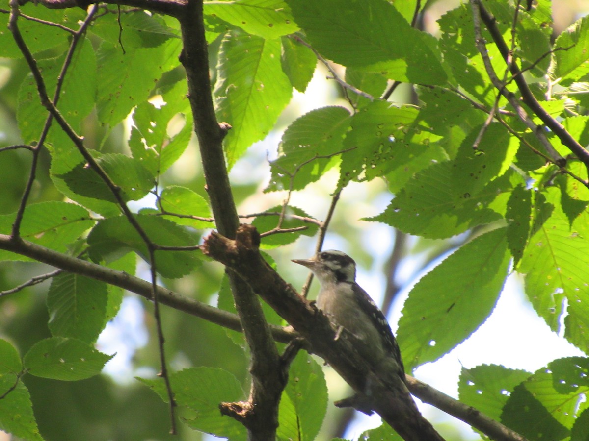 Downy Woodpecker - ML315889501