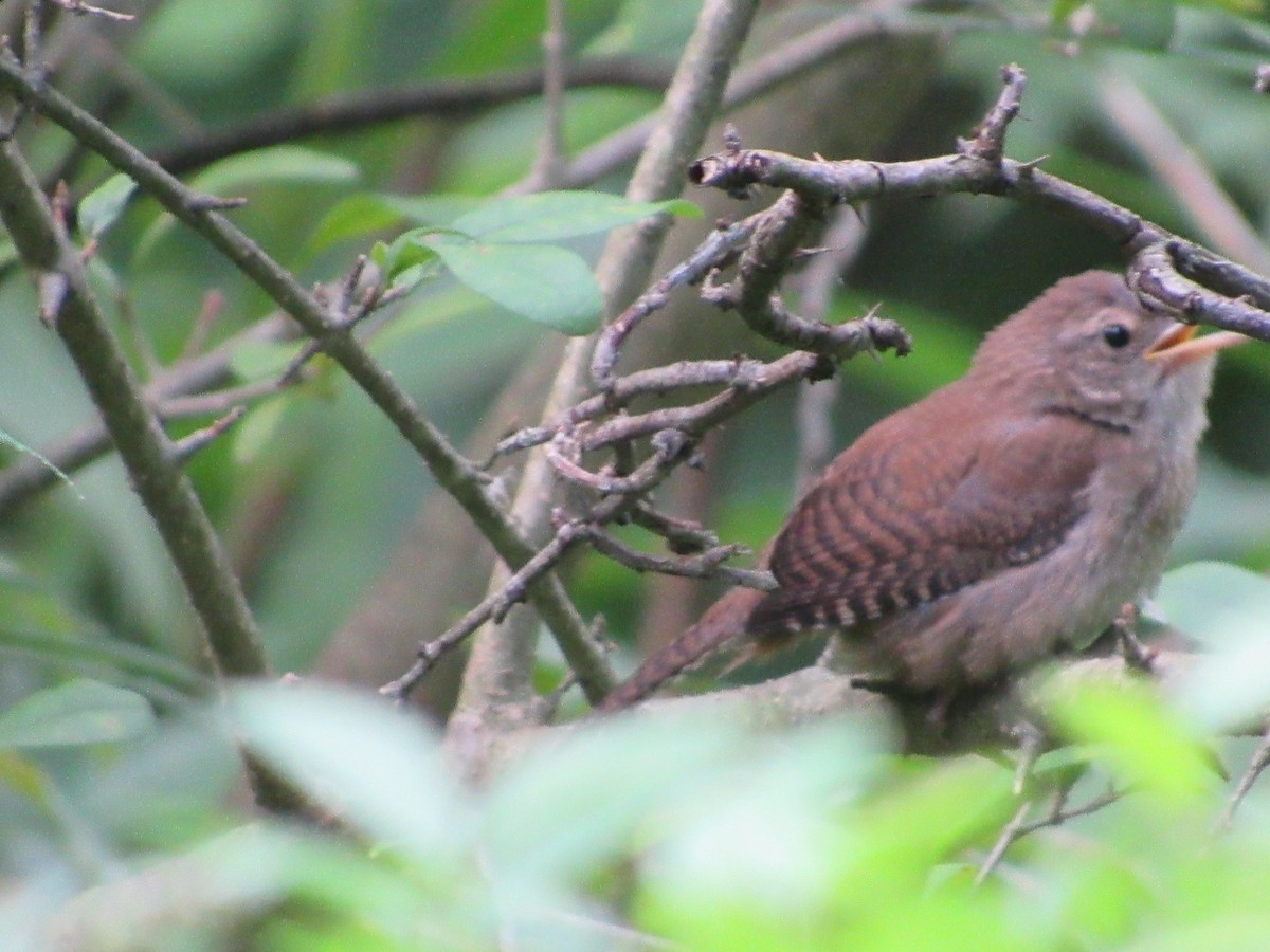 Northern House Wren - ML315889671