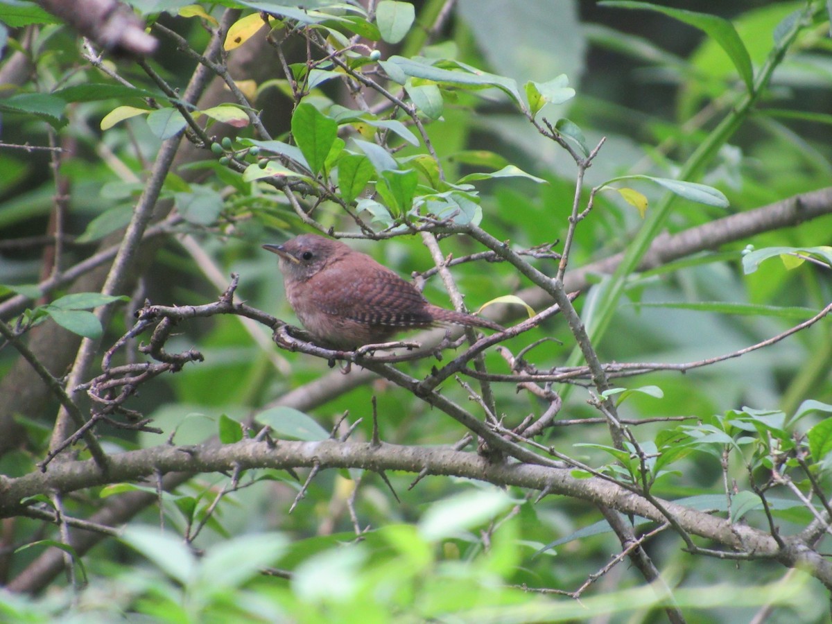 Northern House Wren - ML315889681