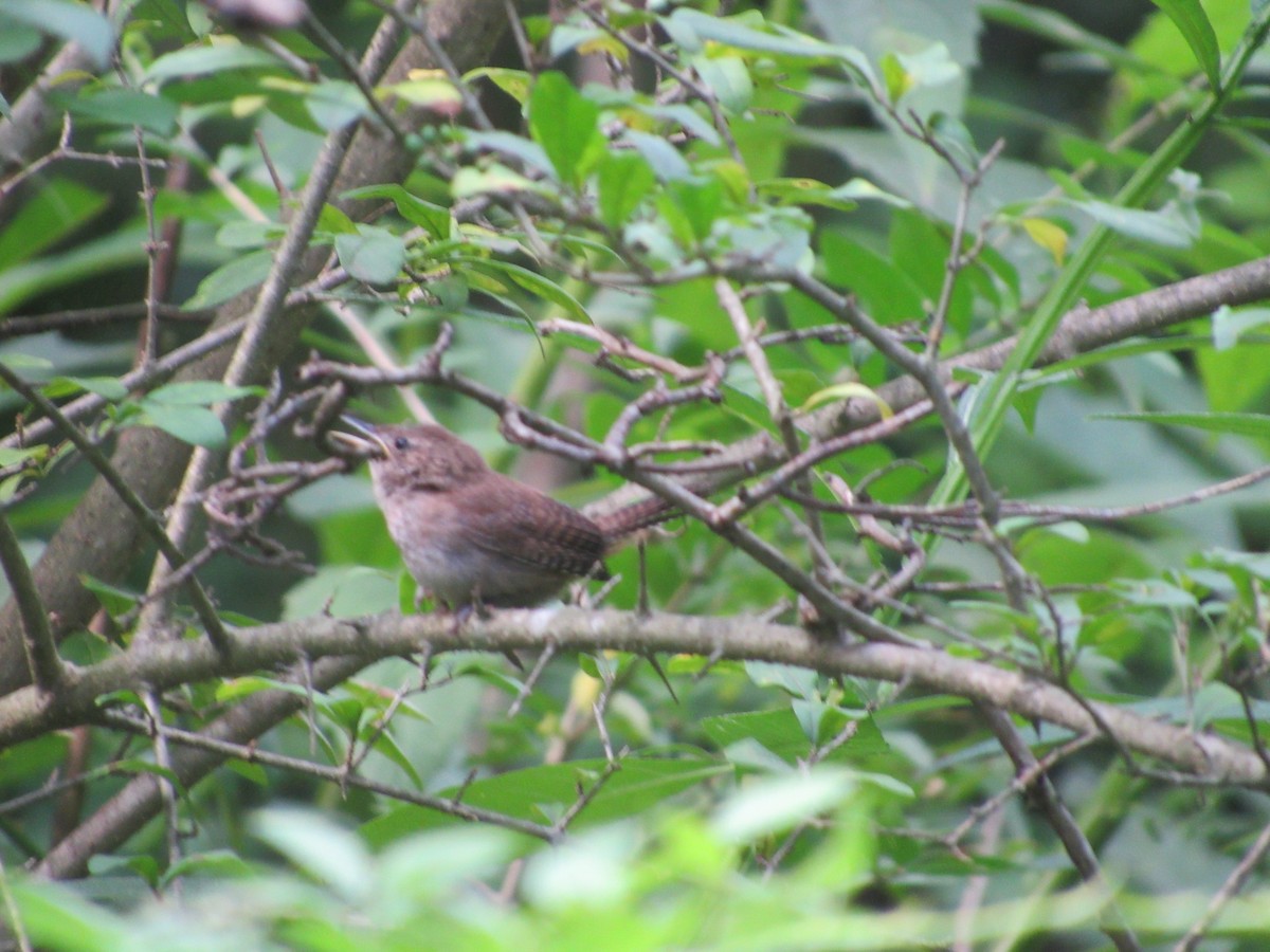 Northern House Wren - ML315889691