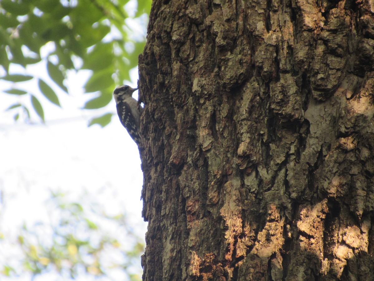 Downy Woodpecker - ML315889811