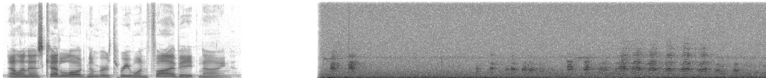 Квак широкодзьобий (підвид cochlearius/panamensis) - ML31589