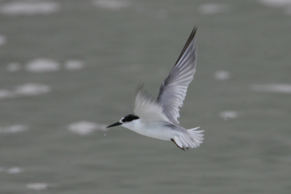 Little Tern - Simon Colenutt