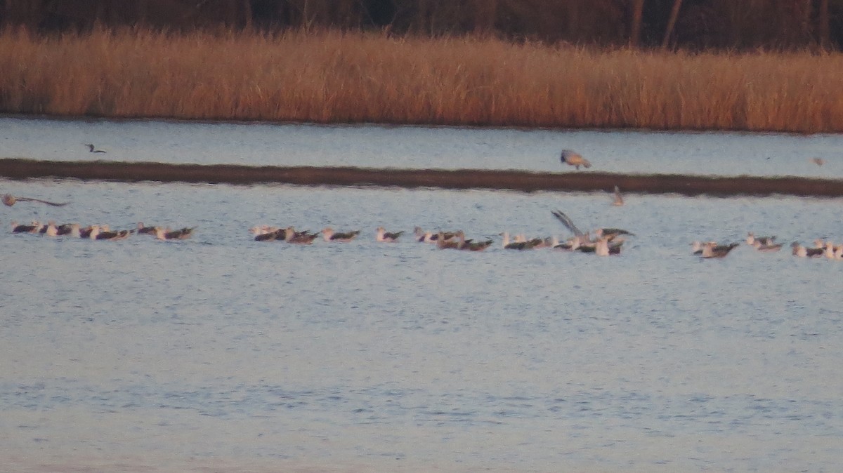 Lesser Black-backed Gull - ML315891081