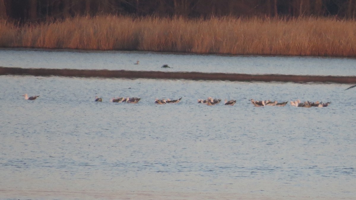 Lesser Black-backed Gull - ML315891091