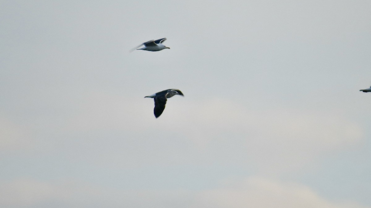 Lesser Black-backed Gull - ML315891101