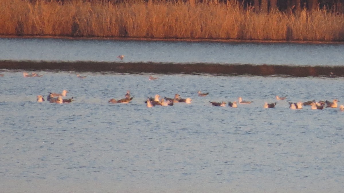 Lesser Black-backed Gull - ML315891131