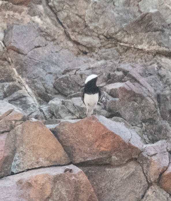 Hooded Wheatear - David Higgins