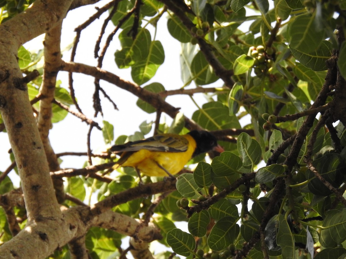 African Black-headed Oriole - ML315891641