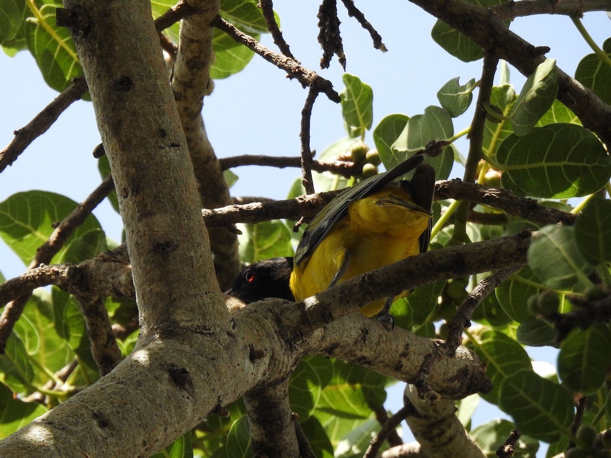 African Black-headed Oriole - ML315891651