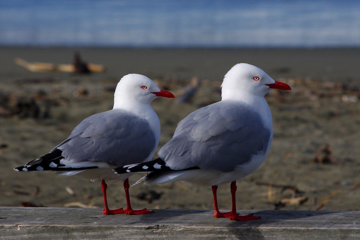 Silver Gull - Chris Chafer