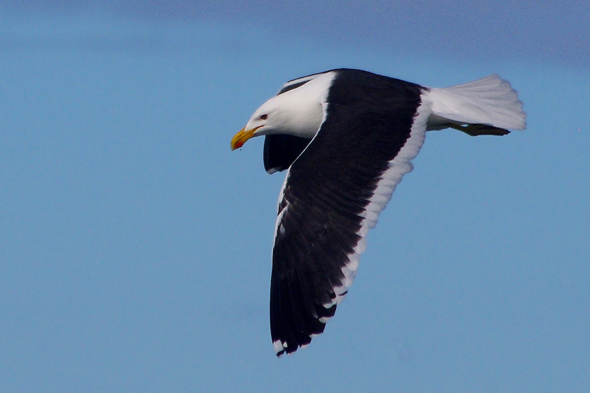 Kelp Gull - ML315893041