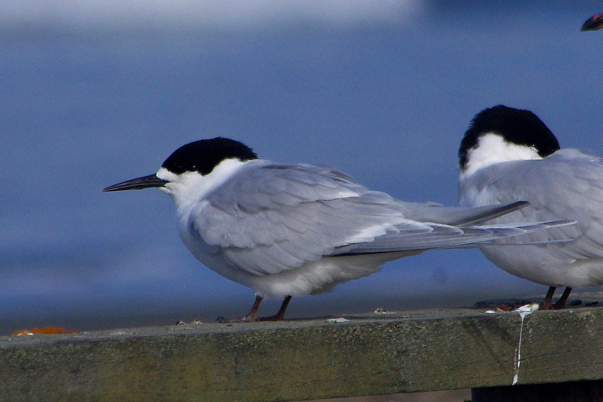 White-fronted Tern - ML315893071