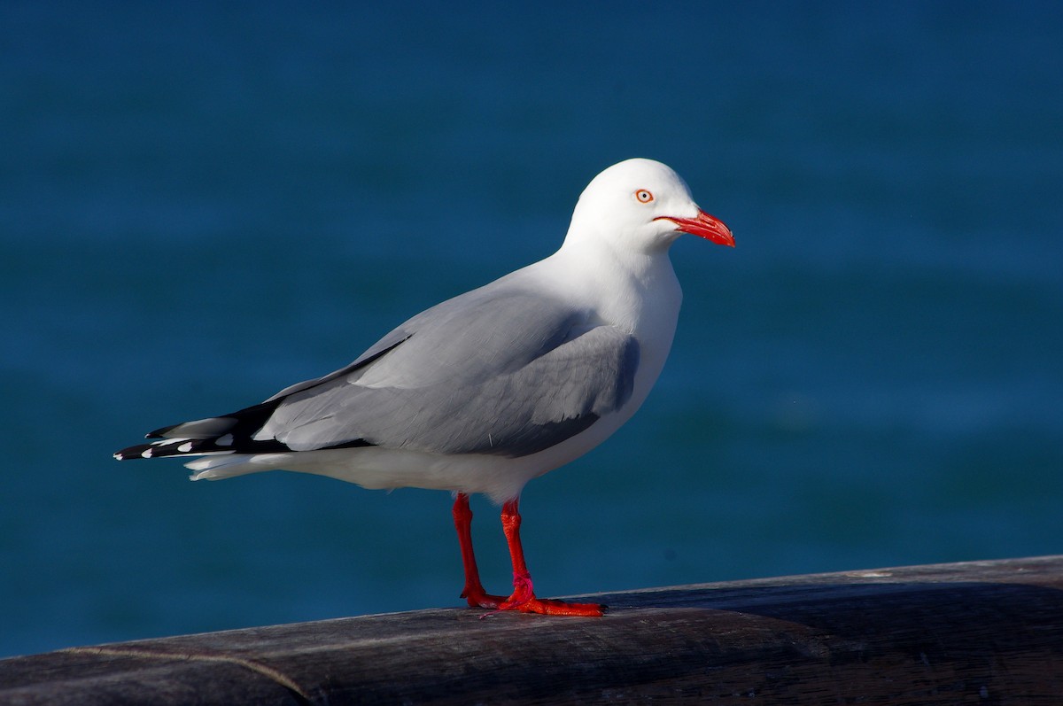 Mouette argentée - ML315893111