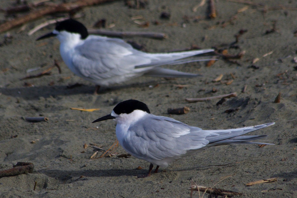 White-fronted Tern - ML315893131