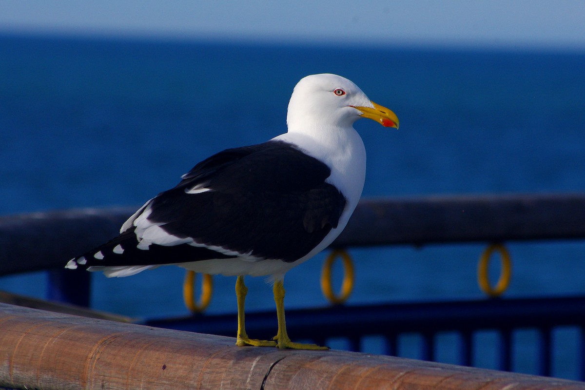 Kelp Gull - ML315893141