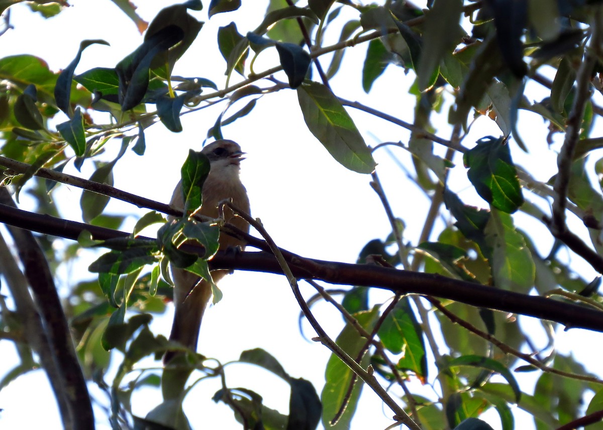 Eurasian Penduline-Tit - Mark Smiles