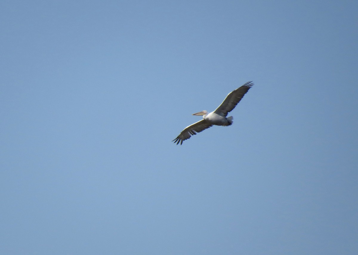 Dalmatian Pelican - Mark Smiles