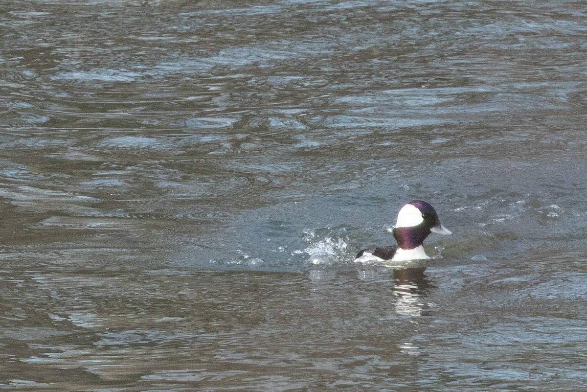 Bufflehead - Charles Martin