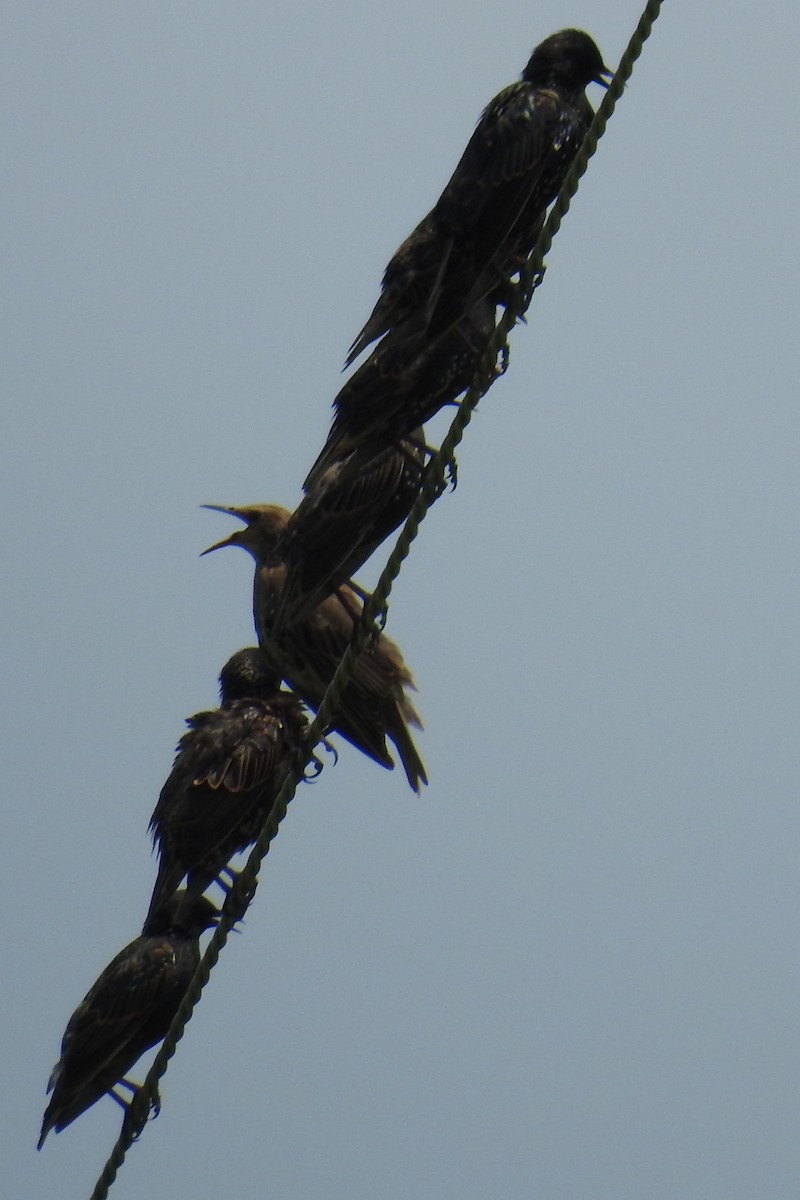 European Starling - ML31589471