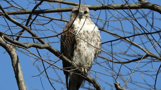 Red-tailed Hawk - ML315894911