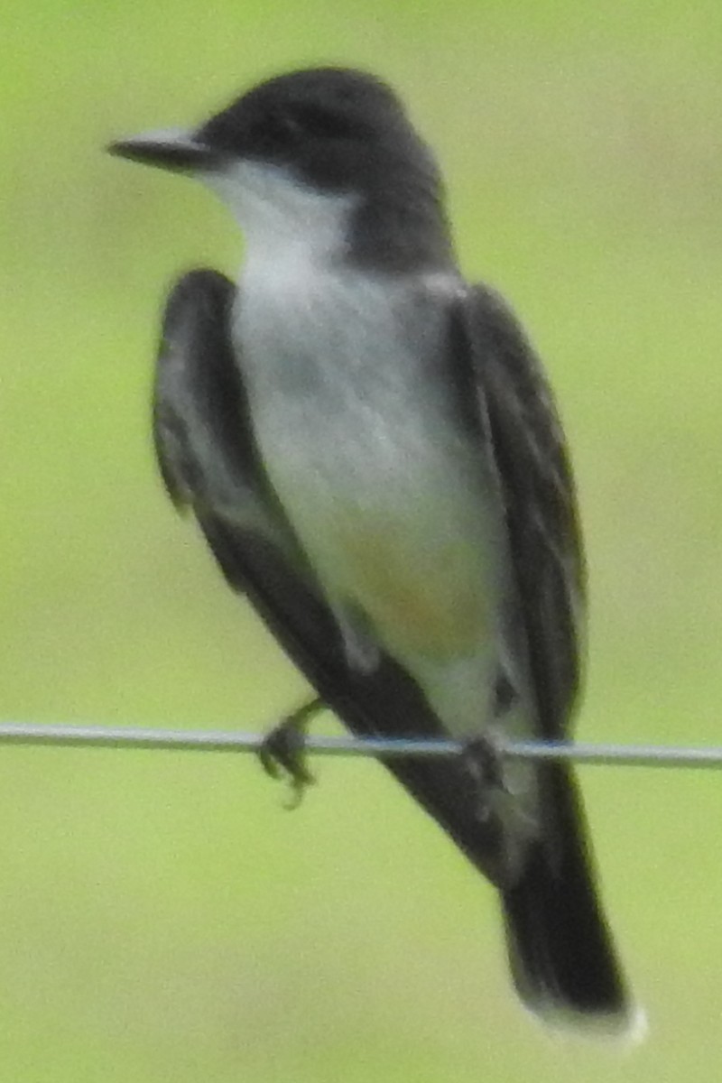 Eastern Kingbird - ML31589561