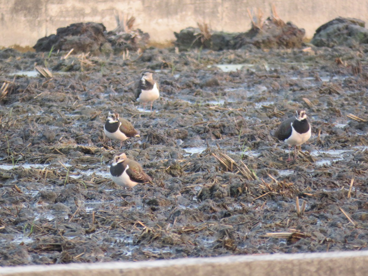 Northern Lapwing - ML315896251