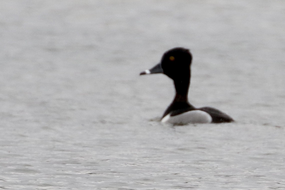 Ring-necked Duck - Jim Smallwood