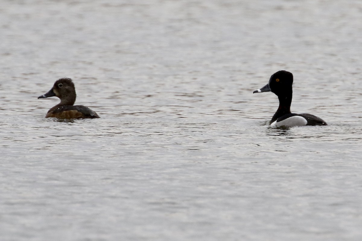 Ring-necked Duck - Jim Smallwood