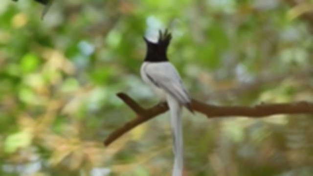 Indian Paradise-Flycatcher - ML315896431