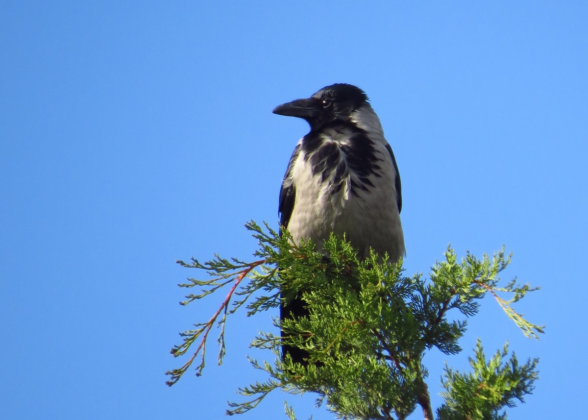 Hooded Crow - ML315897421