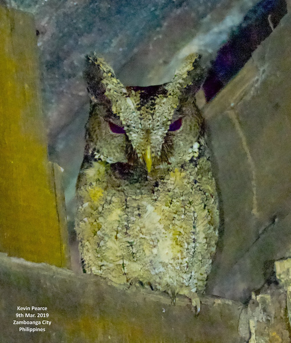 Autillo Orejudo de Mindanao - ML315897741