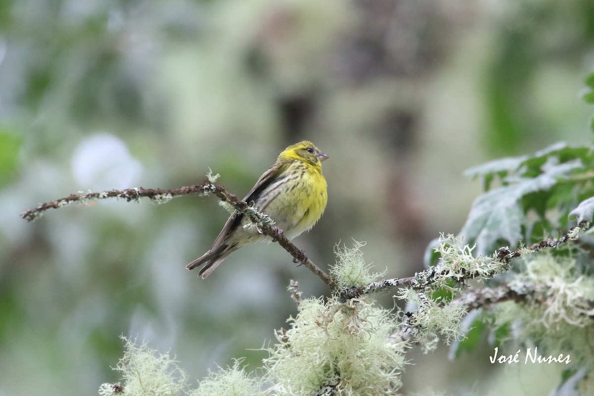 European Serin - ML315897991