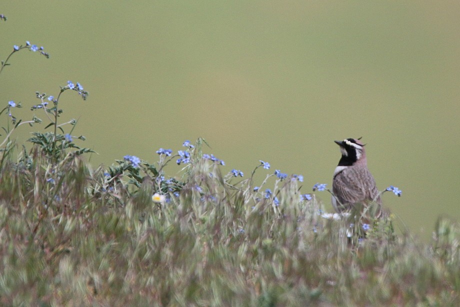 Horned Lark (Black-necklaced) - ML315900381