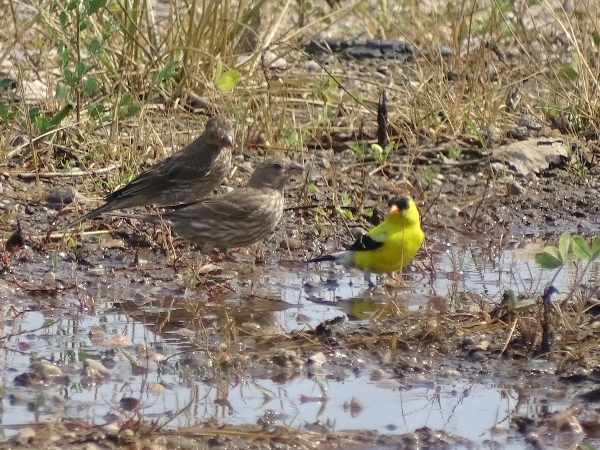 American Goldfinch - ML31590241