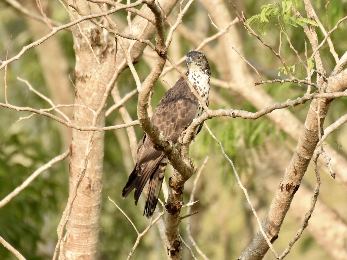 Oriental Honey-buzzard - Sabarish  D