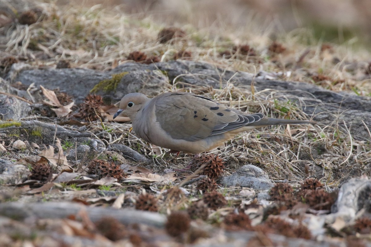 Mourning Dove - ML315902821