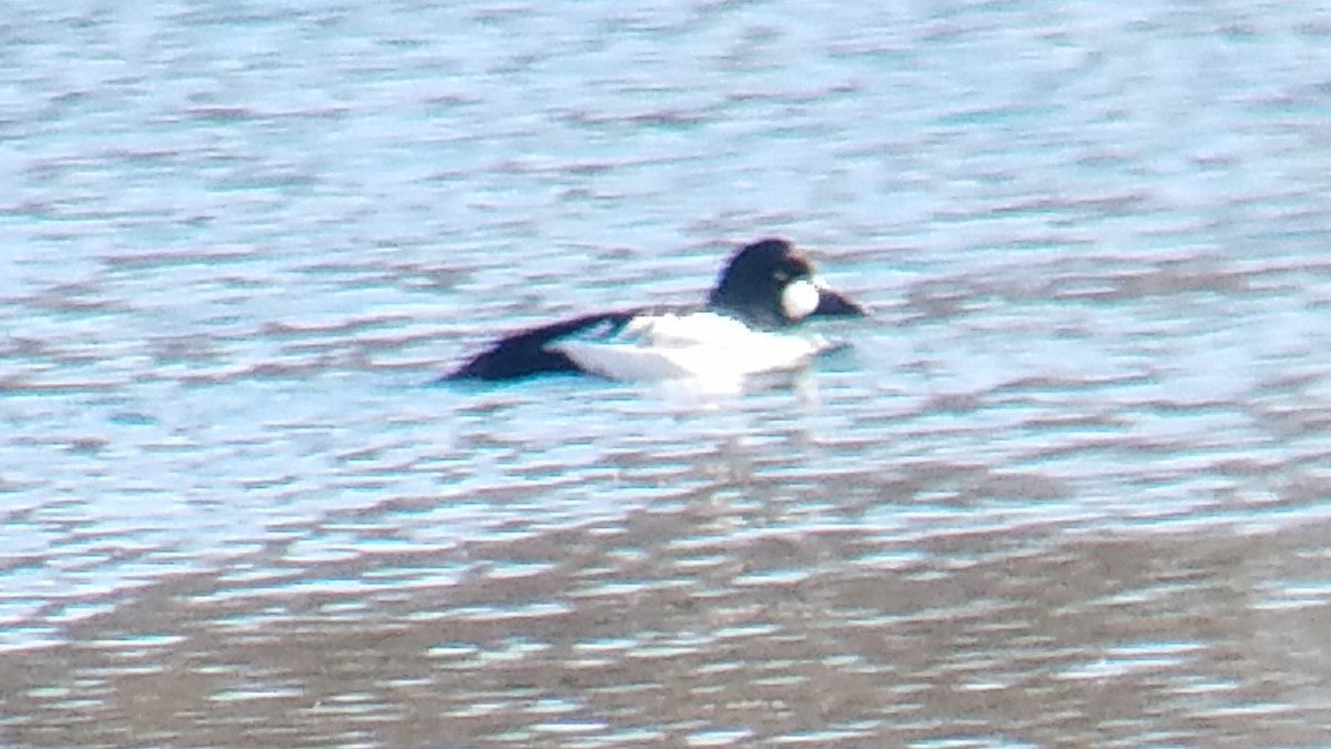 Common Goldeneye - ML315904491